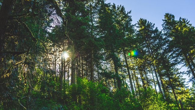 Aboriginal people and forestry companies in Canada: possibilities and pitfalls of an informal ‘social licence’ in a contested environment