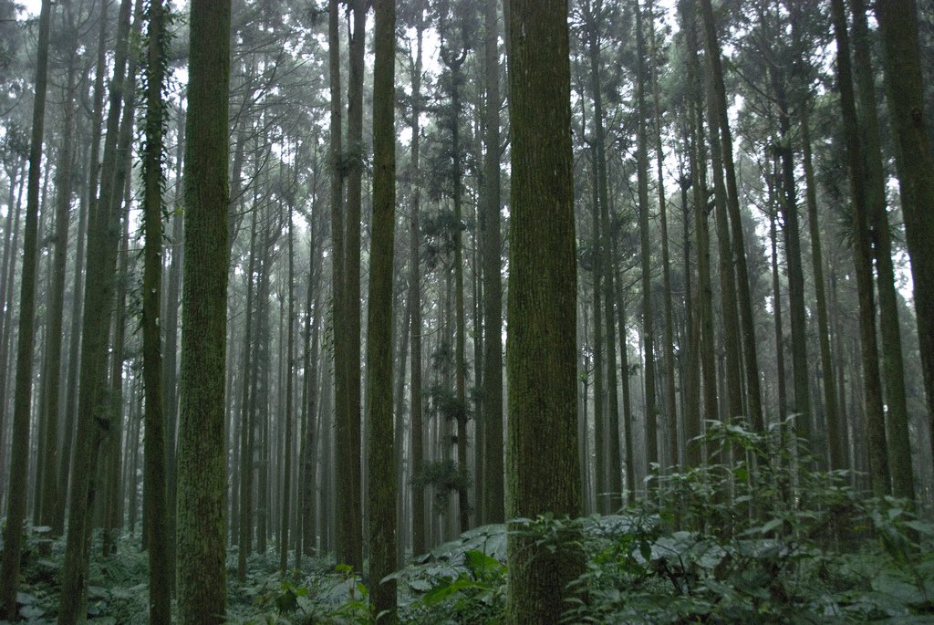 Aboriginal Peoples and Forest Certification: A Review of the Canadian Situation