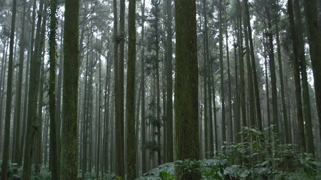 Aboriginal Peoples and Forest Certification: A Review of the Canadian Situation