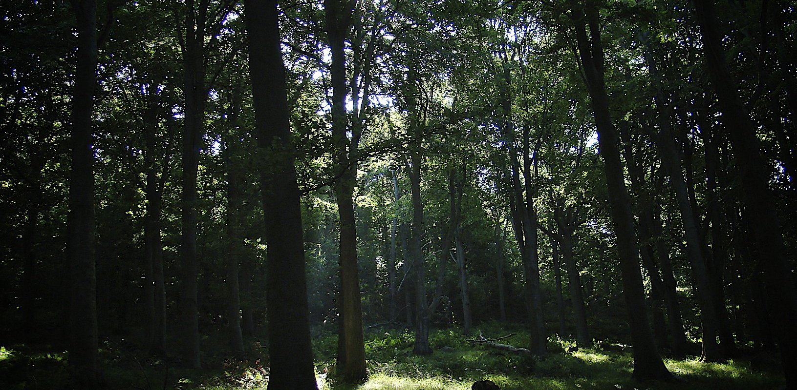 Free, Prior and Informed Consent: Making FPIC work for forests and peoples