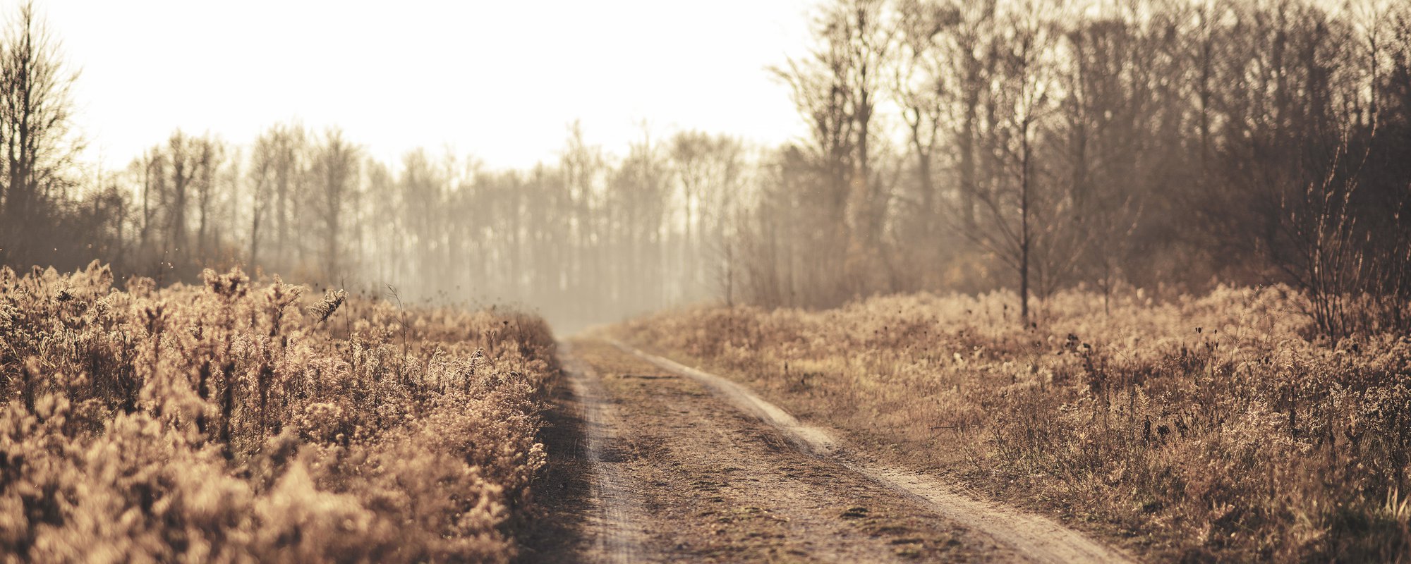 Compensating state and new extractivisms. The ambivalences of South American progressivism.