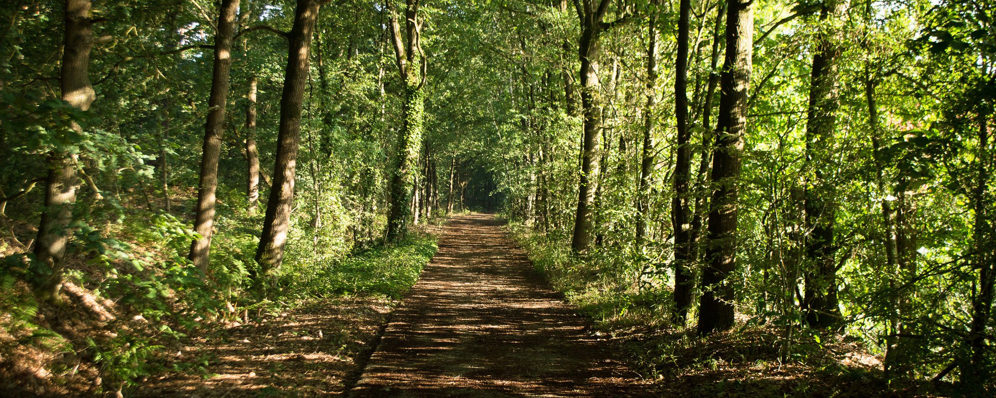 The Failures of Forest Certification and the Implications for the Public Wealth of the Canadian