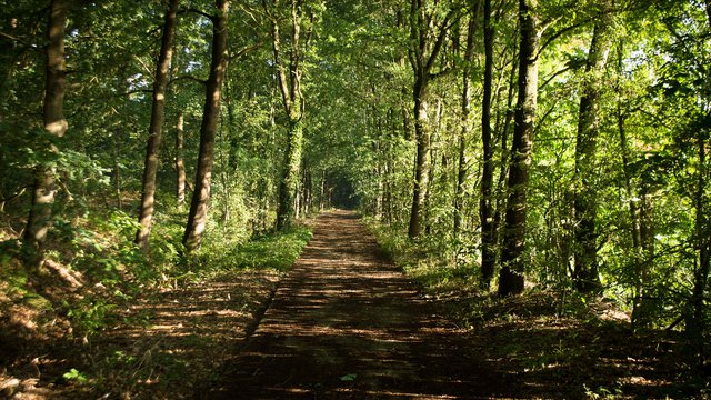 The Failures of Forest Certification and the Implications for the Public Wealth of the Canadian