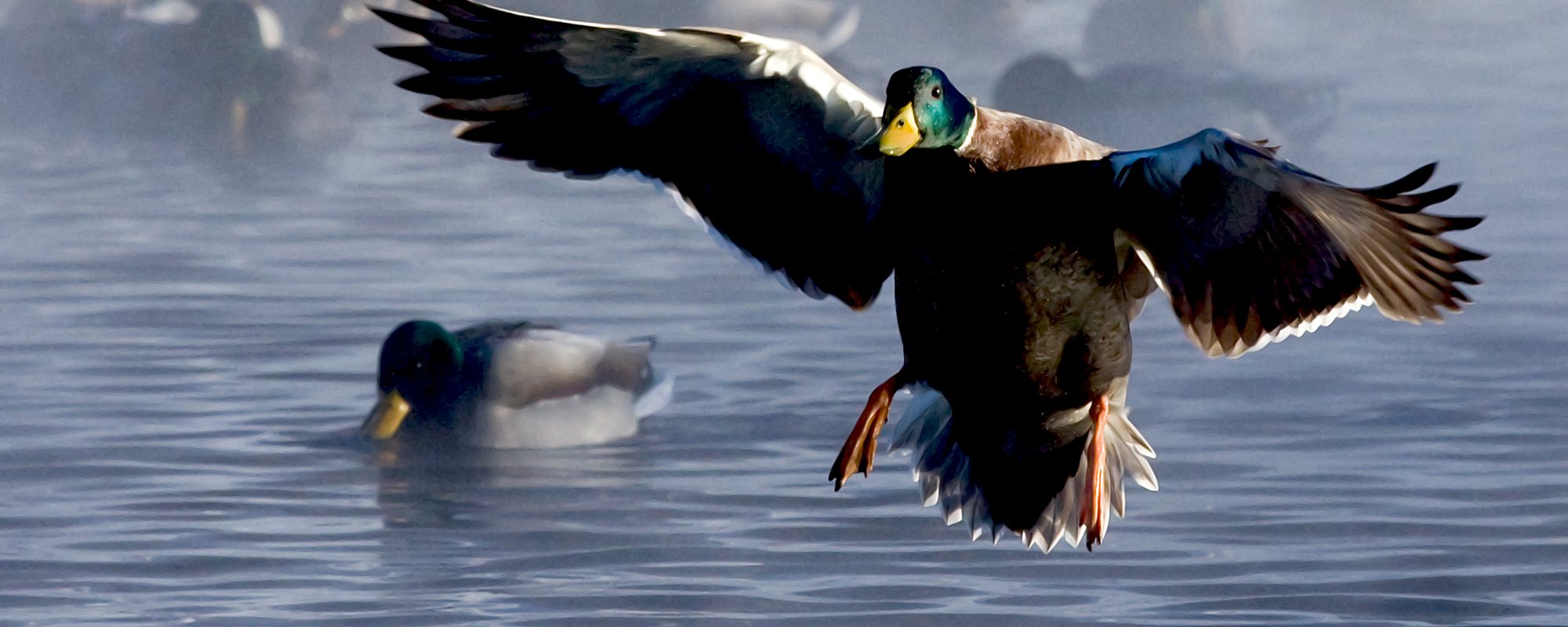 Free, Prior, Informed Consent and REDD+: Guidelines and Resources