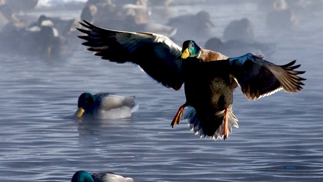 Free, Prior, Informed Consent and REDD+: Guidelines and Resources