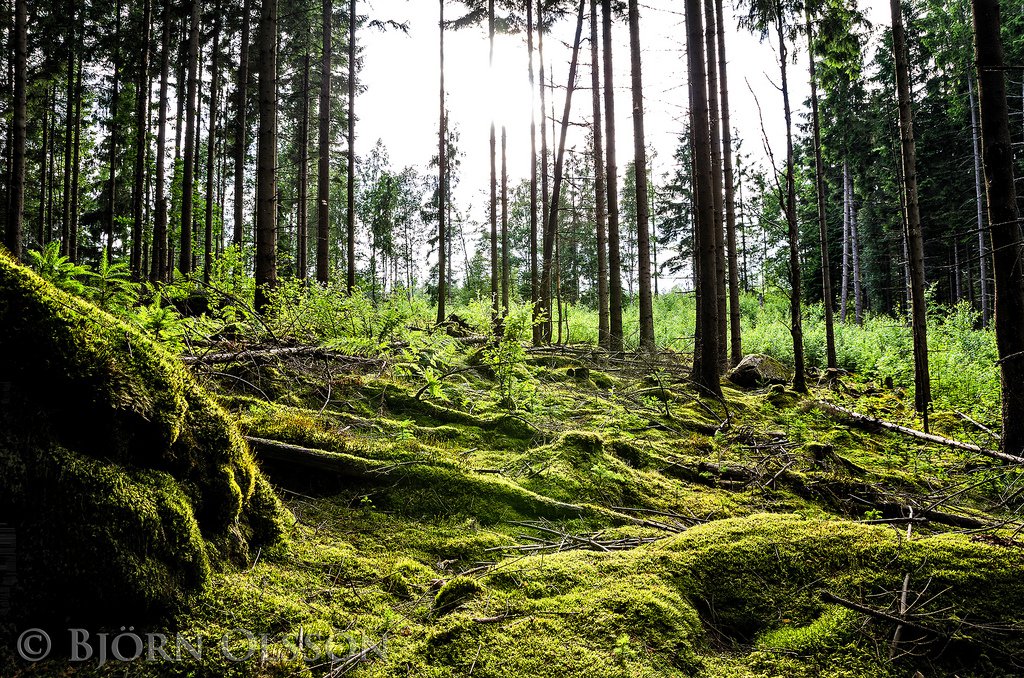 FSC Forest Management Tenure Transfer in Quebec