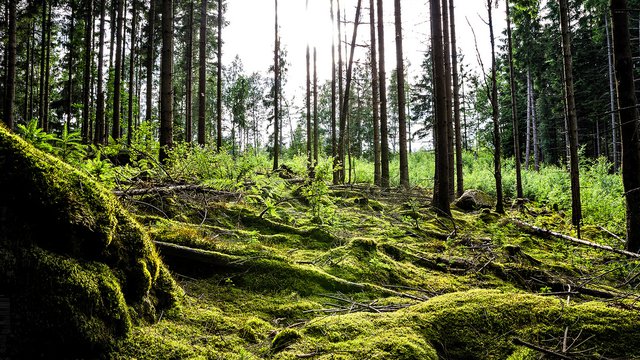 FSC Forest Management Tenure Transfer in Quebec