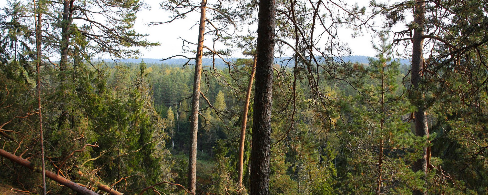 Impacts of FSC Certification in the Canadian Boreal Forest: Exploring Partnerships between Forest Companies and Aboriginal Peoples