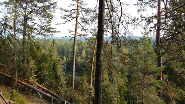 Impacts of FSC Certification in the Canadian Boreal Forest: Exploring Partnerships between Forest Companies and Aboriginal Peoples