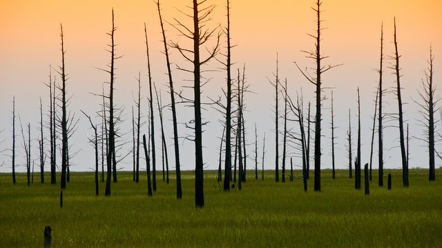 Indigenous Peoples' Rights and the Role of Free, Prior and Informed Consent