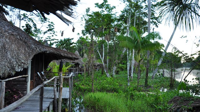 The Orinoco Mining Arc: environment, rentism and violence in southern Venezuela