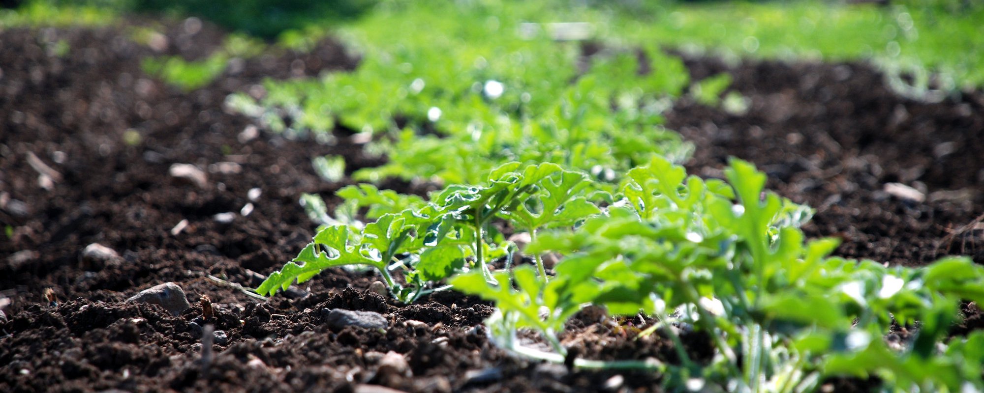 Respecting free, prior and informed consent