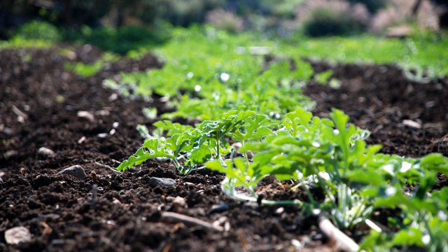 Respecting free, prior and informed consent