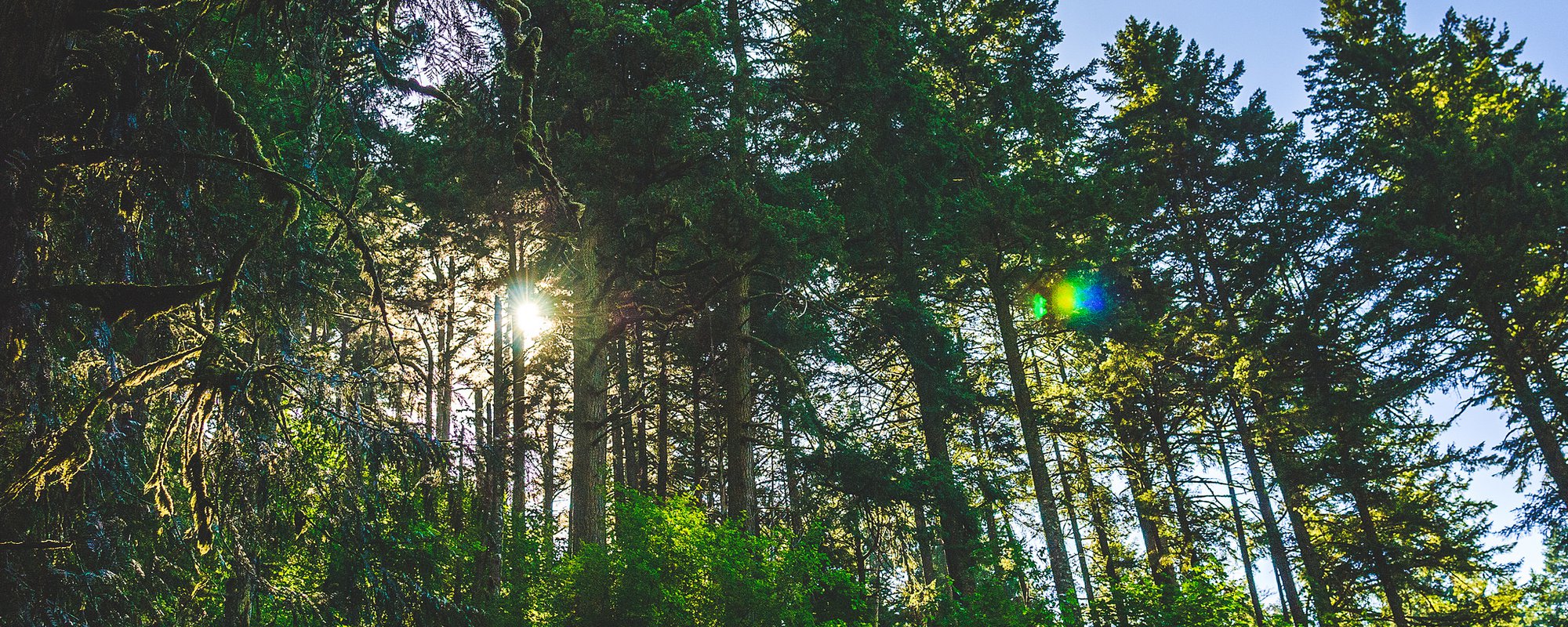 Pueblos aborígenes y empresas forestales en Canadá: posibilidades y riesgos de una "licencia social" informal en un entorno disputado