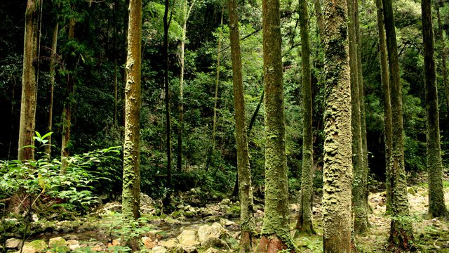Free, Prior and Informed Consent - Making FPIC work for Forests and Peoples