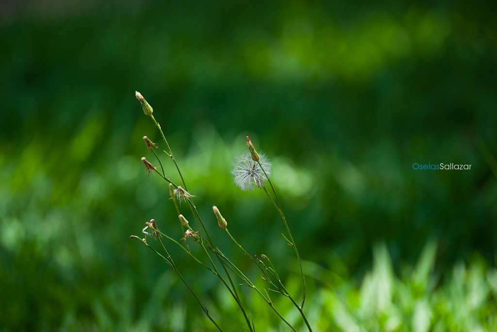 Laman Laka: Our Indigenous Path to Self-Determined Development