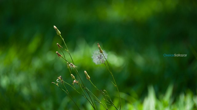 Laman Laka: Our Indigenous Path to Self-Determined Development